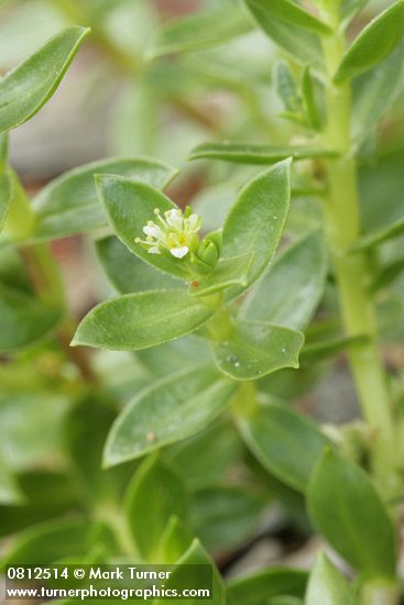 Sea Purslane blossom & foliage