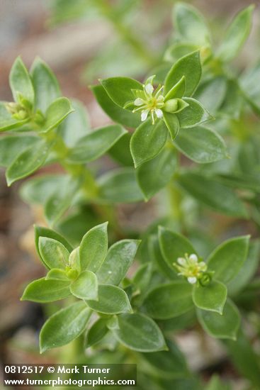 Sea Purslane