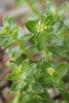 Sea Purslane
