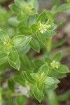 Sea Purslane