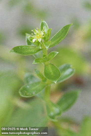 Sea Purslane blossom & foliage