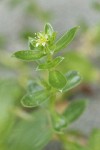 Sea Purslane blossom & foliage