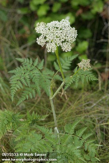 Pacific Hemlock-parsley