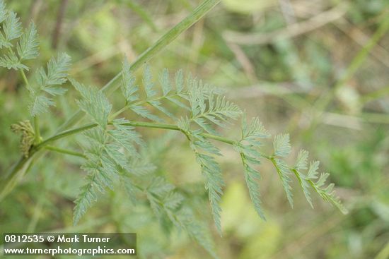 Pacific Hemlock-parsley foliage