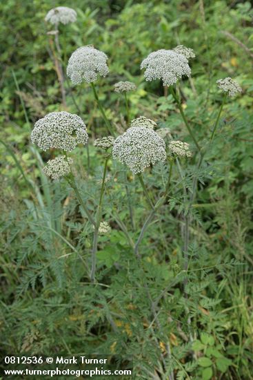 Pacific Hemlock-parsley