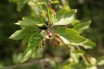 Pacific Crabapple fruit & foliage