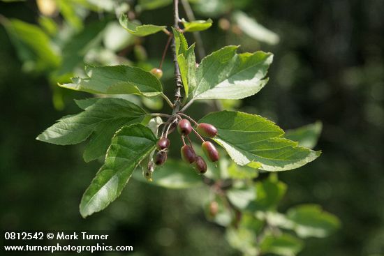 Pacific Crabapple fruit & foliage