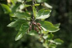 Pacific Crabapple fruit & foliage