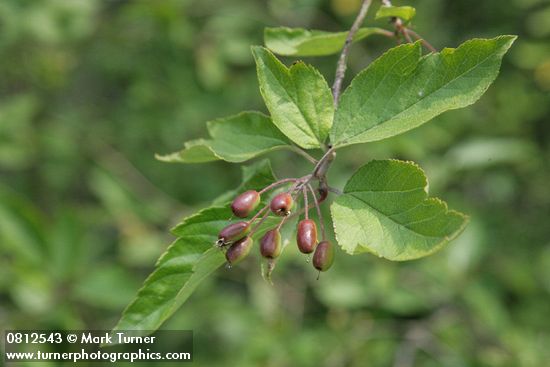 Pacific Crabapple fruit & foliage