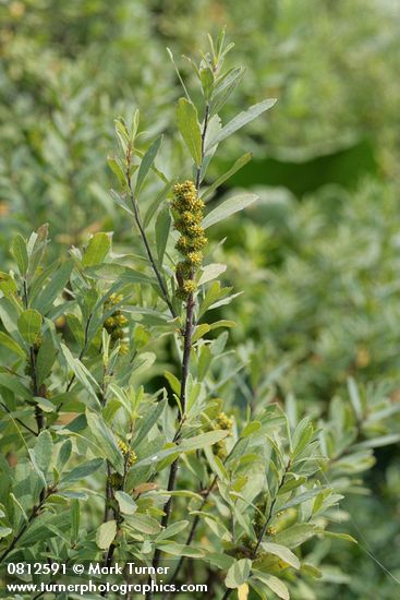 Sweet Gale female blossoms & foliage