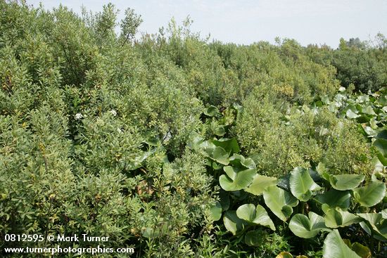 Sweet Gale w/ Yellow Pond Lily foliage
