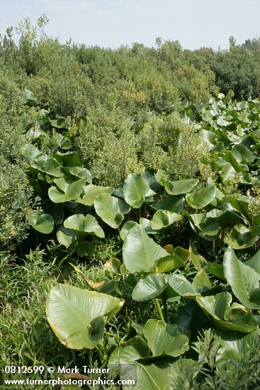 Sweet Gale w/ Yellow Pond Lily foliage