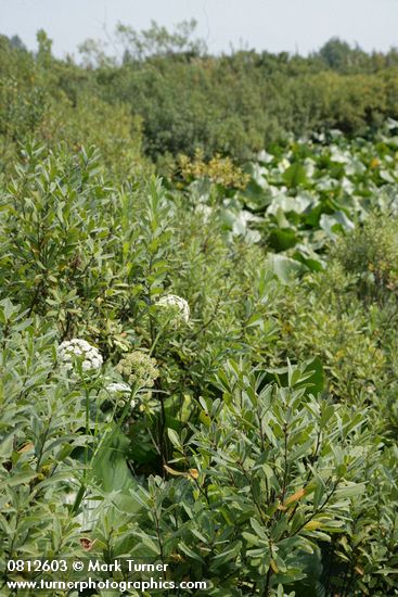 Sweet Gale w/ Water Parsnip