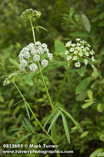 Water Parsnip blossoms & foliage