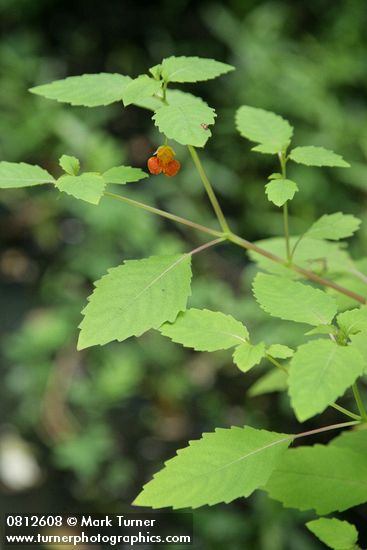 Cape Jewelweed