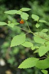 Cape Jewelweed