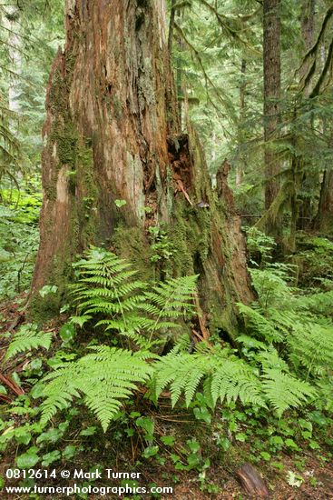 Lady Ferns at base of decaying stump in old-growth forest