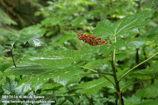 Devil's Club fruit & foliage wet from rain