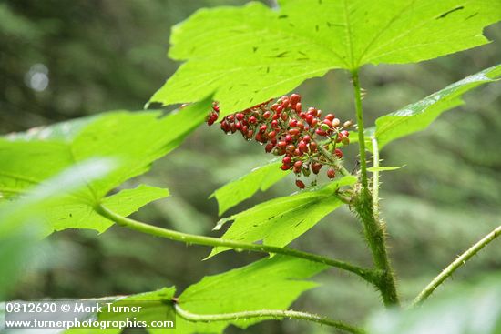 Devil's Club fruit & foliage from beneath, backlit