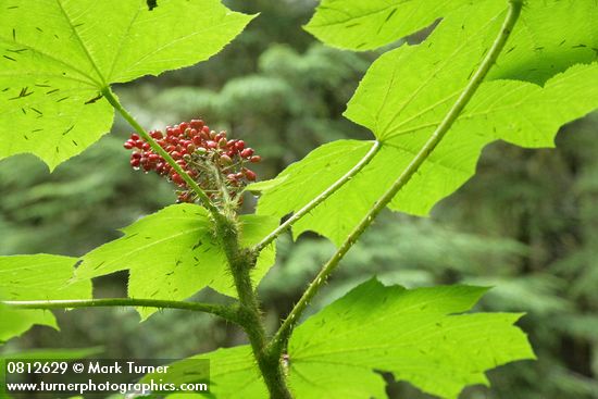 Devil's Club fruit & foliage from beneath, backlit