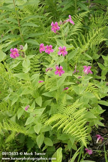 Lewis's Monkeyflowers among Lady Ferns