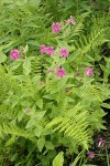 Lewis's Monkeyflowers among Lady Ferns