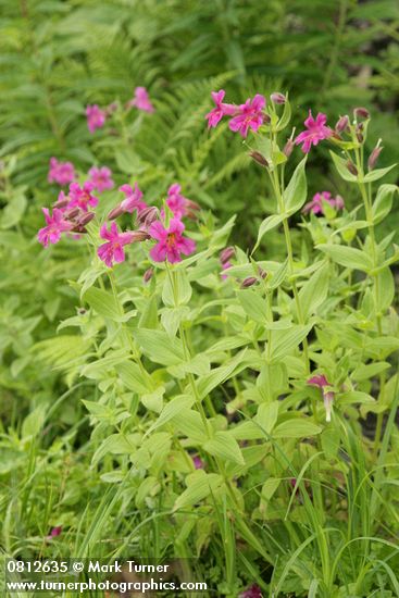 Lewis's Monkeyflowers
