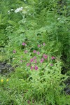 Lewis's Monkeyflowers w/ Lady Ferns & Cow Parsnip soft bkgnd