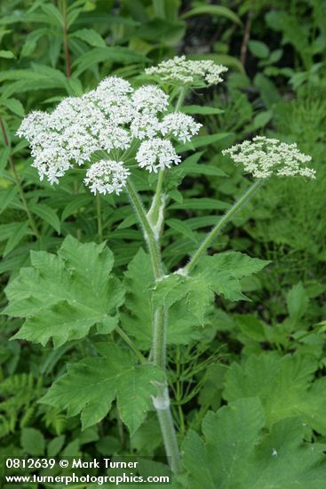 Cow Parsnip