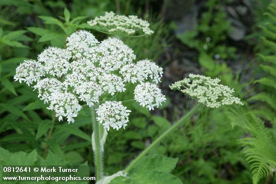 Cow Parsnip blossoms
