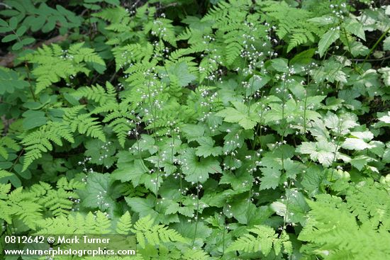 Tiarella (Foamflower) among Oak Ferns