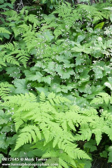 Tiarella (Foamflower) among Oak Ferns