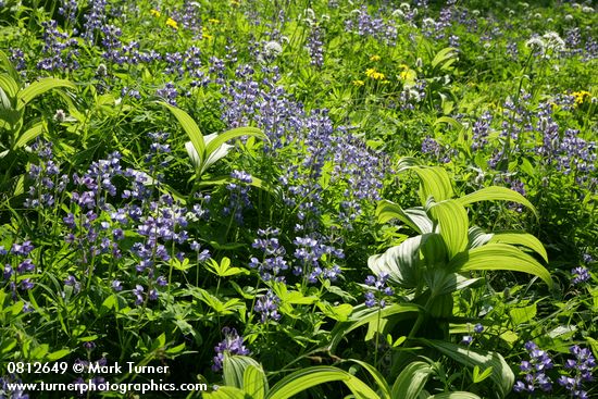 Broadleaf Lupines & Corn Lily foliage backlit