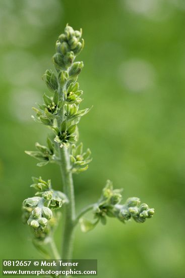 Green Corn Lily blossoms & buds