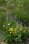 Mountain Arnica, Broadleaf Lupines, Wandering Daisies among sedges