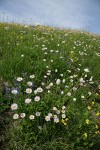 Wandering Daisies, American Bistort, Broadleaf Lupines, Mountain Arnica among sedges
