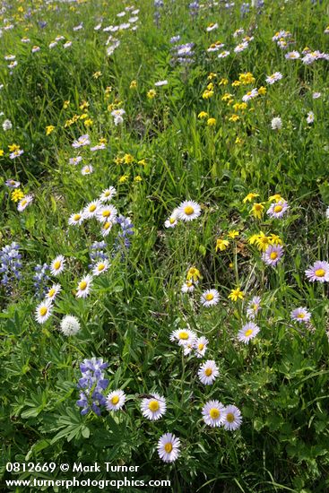 Wandering Daisies, American Bistort, Broadleaf Lupines, Mountain Arnica among sedges