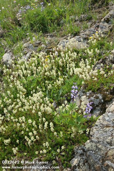 Partridgefoot, Broadleaf Lupines among lichen-covered rocks