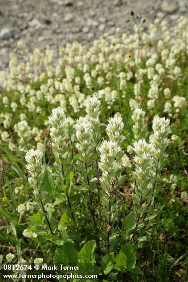 Small-flowered Paintbrush w/ Partridgefoot soft bkgnd