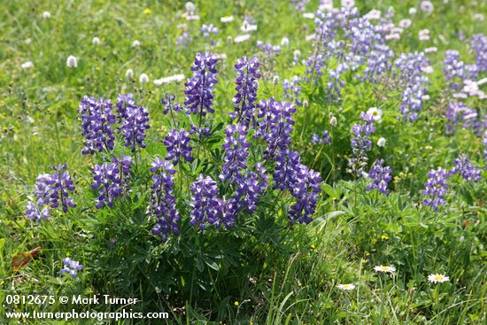 Broadleaf Lupines, backlit