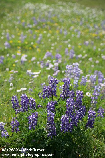 Broadleaf Lupines, backlit w/ meadow soft bkgnd