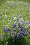 Broadleaf Lupines, backlit w/ meadow soft bkgnd