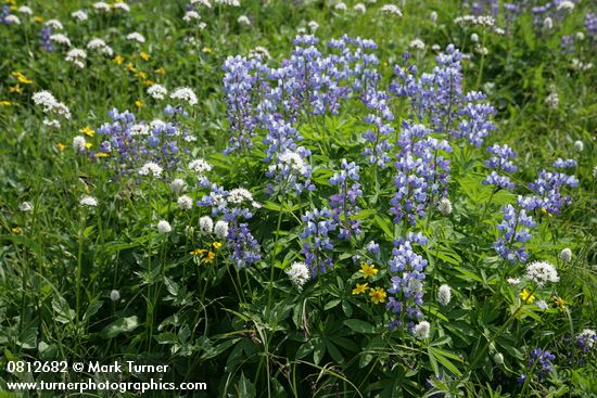 Broadleaf Lupines w/ American Bistort & Sitka Valerian