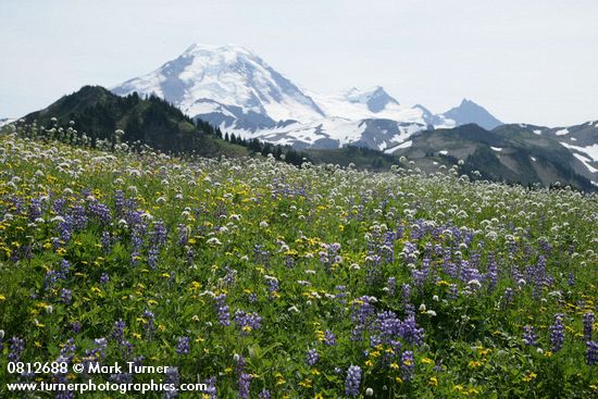 Broadleaf Lupines w/ American Bistort, Sitka Valerian, Mountain Arnica in meadow w/ Mt. Baker bkgnd
