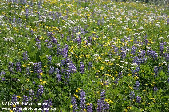 Broadleaf Lupines w/ American Bistort, Sitka Valerian, Mountain Arnica in meadow