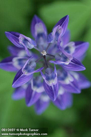 Broadleaf Lupine blossoms detail fr above