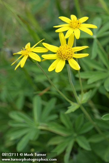 Mountain Arnica blossoms