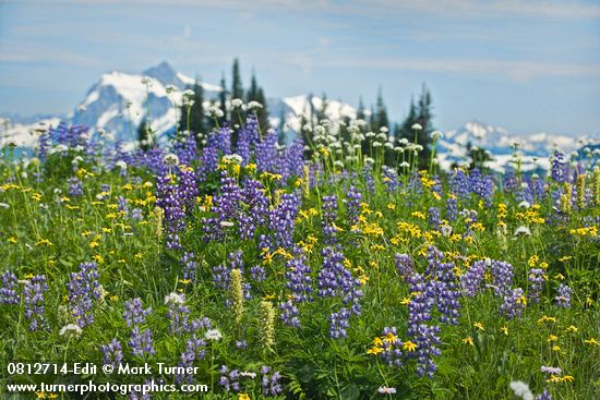Broadleaf Lupines w/ Bracted Lousewort, Sitka Valerian, Mountain Arnica in meadow w/ Mt. Shuksan soft bkgnd