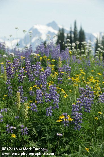 Broadleaf Lupines w/ Bracted Lousewort, Sitka Valerian, Mountain Arnica in meadow w/ Mt. Shuksan soft bkgnd