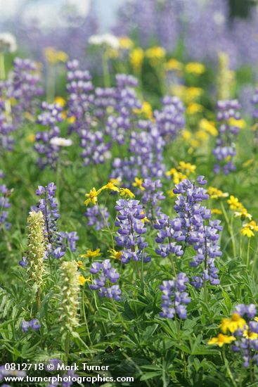 Broadleaf Lupines w/ Bracted Lousewort, Mountain Arnica